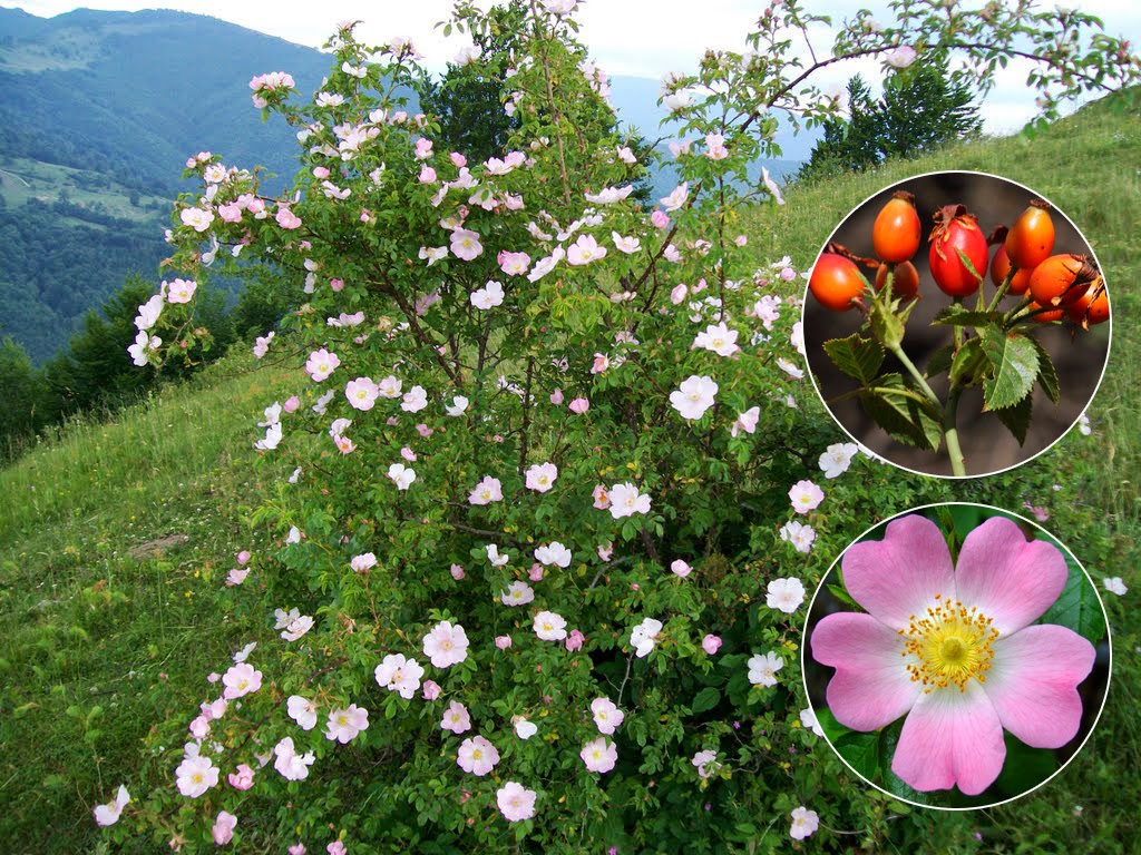 Măceș - Rosa Canina (Rosaceae)