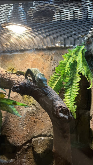 lembang park and zoo kebun binatang bandung reptil tokek