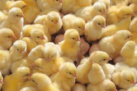 Daftar Harga Bibit Ayam Potong Hari Ini Agustus 2020