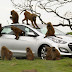 Hyundai Uses Monkeys Тo Тest Сar