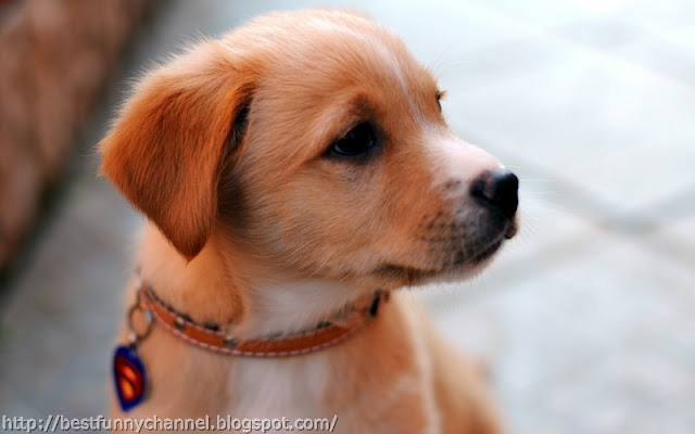 Cute red puppy. 