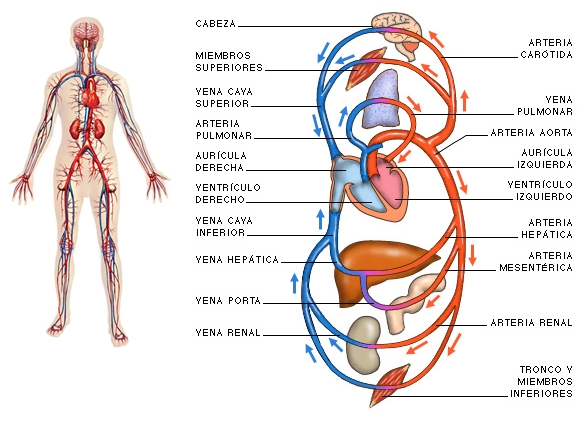 Resultado de imagen para SISTEMA CIRCULATORIO