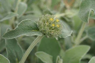 Sauge de Jérusalem - Phlomis fruticosa - Phlomis ligneux