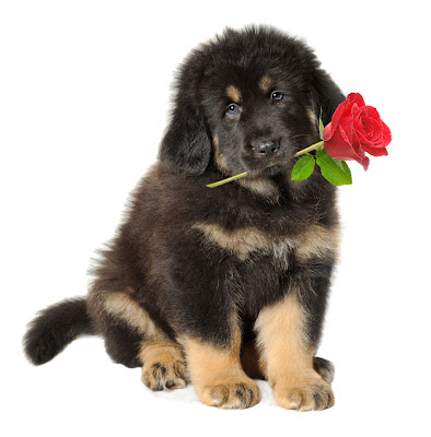 Perrito con una rosa roja en el hocico para san valentín