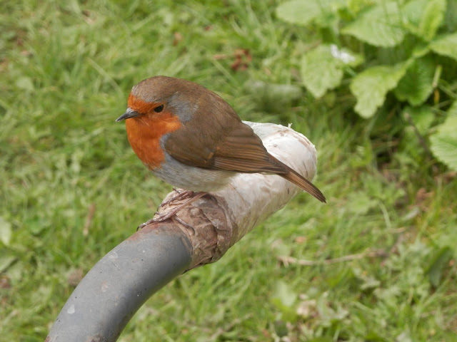 Diary of a suburban edible garden, April 2017. By UK garden blogger secondhandsusie.blogspot.com #ukgarden #suburbangarden #ediblegarden #permacultureUK #gardenblogger