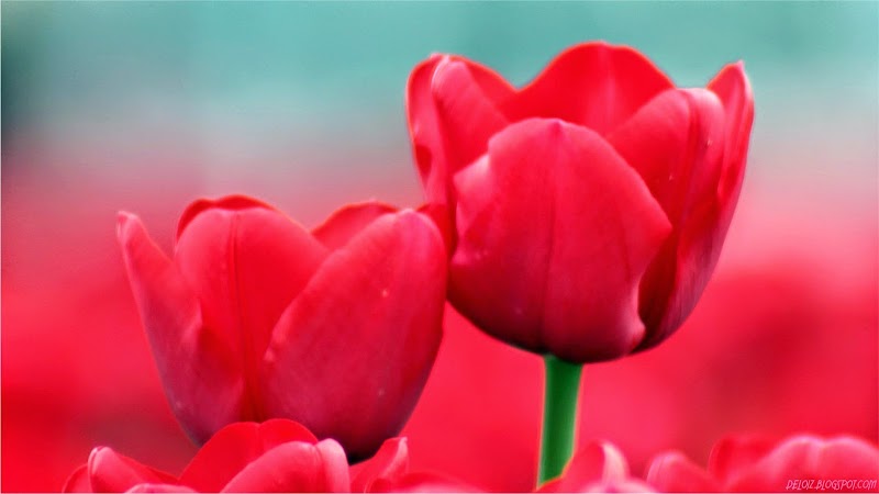 20+ Background Bunga Tulip Merah, Keren Abis!