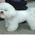 Bichon Frise