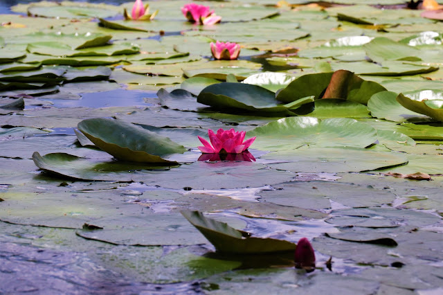 Lotus in the Pond @Walkersons Hotel #Dullstroom #SA #PhotoYatra #TheLifesWayCaptures