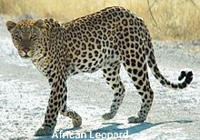 African leopard is walking on the ground.