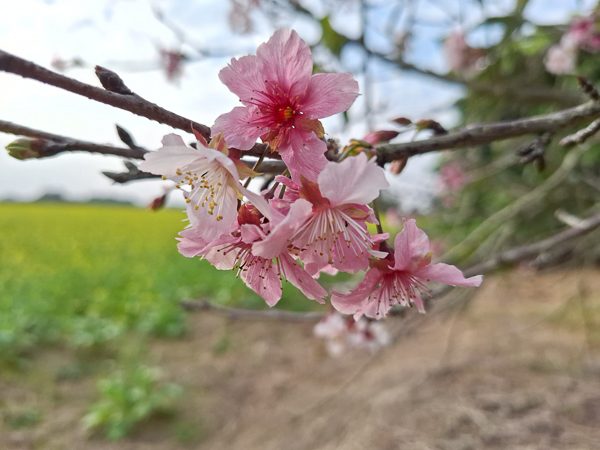 嘉義民雄寶珠湖落羽松油菜花田，嘉義版天使的眼淚農村風情