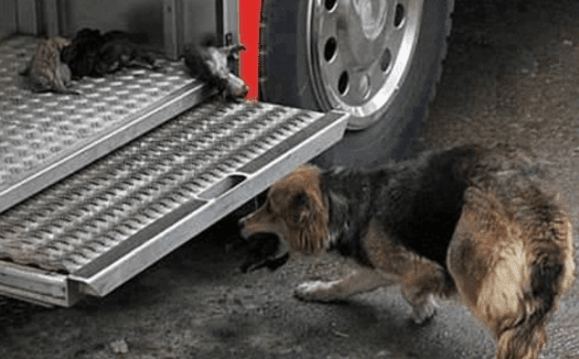 These 25 Brave Dogs Turned Out To Be Heroes