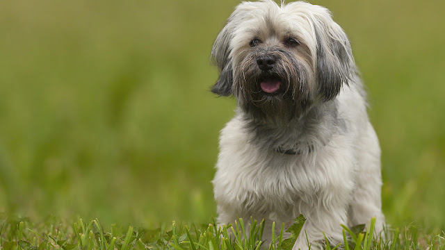 "Havanese dog radiating joy and affection, showcasing its fluffy coat and lively spirit in this delightful image."