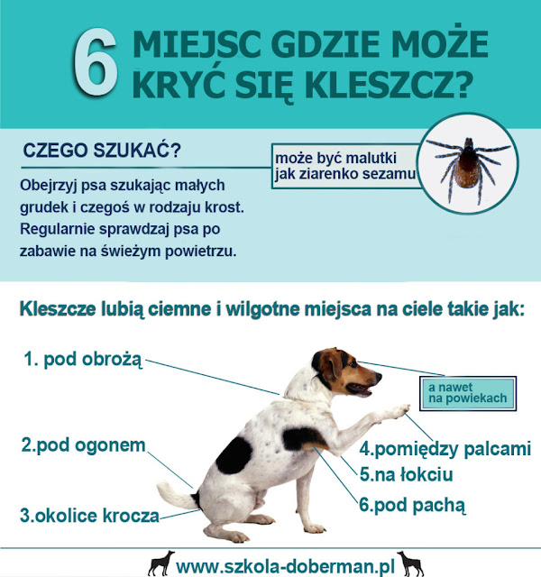 kleszcze na psie