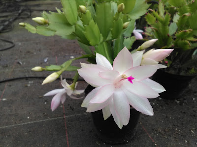 Plants Everywhere, Schlumbergera