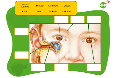 http://www.primerodecarlos.com/TERCERO_PRIMARIA/octubre/Unidad2/actividades/cono/ojo_oido/visor.swf