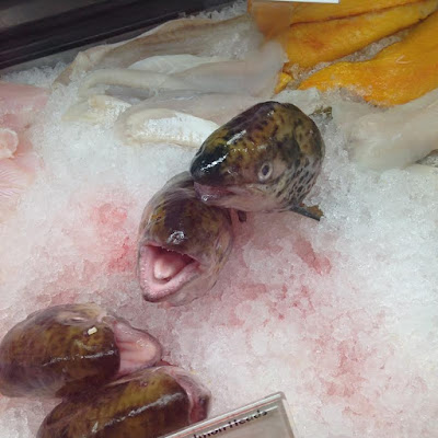 Creepy looking fish heads with tongues