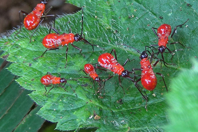 Dlium Cotton stainer bugs (Dysdercus)