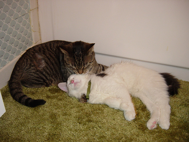 Two cats making love