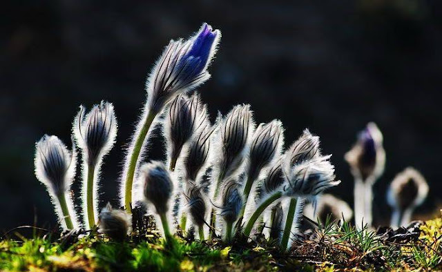 Hairy Flowers