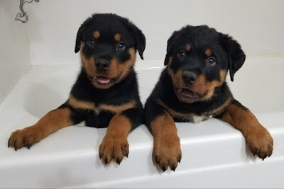 Rottweiler Puppies For Sale Near Me Under $500 Dollars