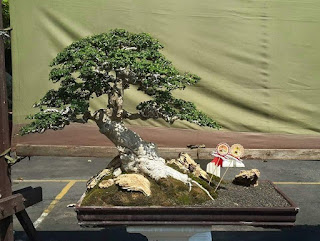 bonsai