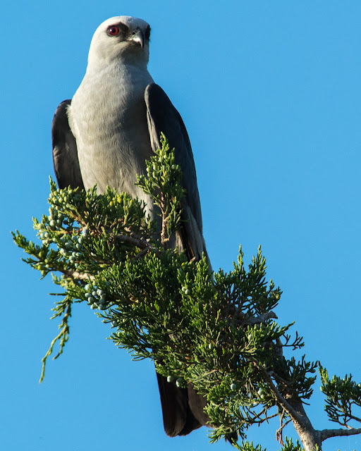 Mississippi Kite, Murrell Park