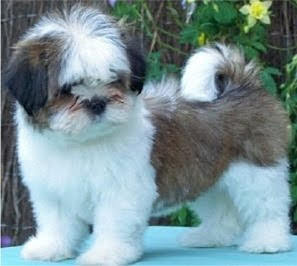 lhasa apso dog puppy breeds hound canine pooch canis bow-wow despicable fellow qen txakurra gos pas hond koer aso koira kutya hundur madra pets huisdieren animaux de compagnie Haustiere de companie husdjur Evcil Hayvan anifeiliaid anwes domace zvali augintiniai alagang hayop domaci zvirata kucni ljubimci animals domestics maskotak animal pets info