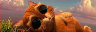 funny cat dog facebook covers