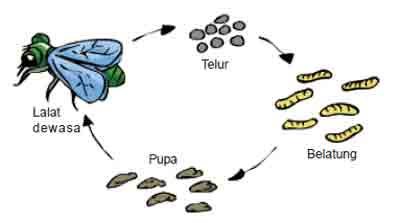 Daur  Hidup  Hewan  Metamorfosis  Sempurna dan Tidak  