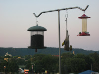 Sunday birds 1