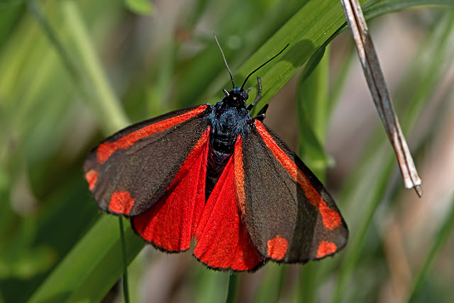 Tyria jacobaeae the Cinnabar moth