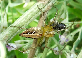 Lynx Spider