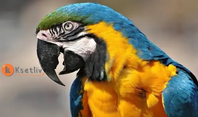 Secrets and wonders about the Macaw Parrot