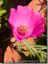 Portulaca grandiflora Hook 4539