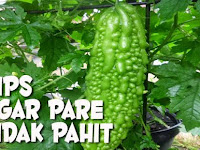 Cara Mudah Mengurangi Rasa Pahit pada Pare / Peria