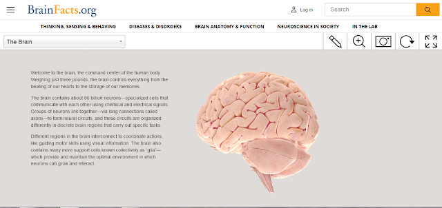 https://www.brainfacts.org/3d-brain#intro=false&focus=Brain