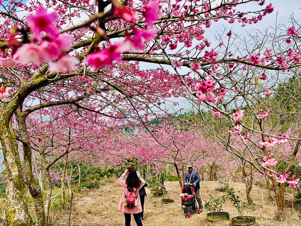 雲林古坑青山坪咖啡農場櫻花村，2公里櫻花廊道免費入園賞花