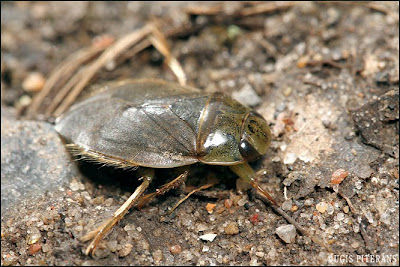 Peldblakts (Ilyocoris cimicoides)