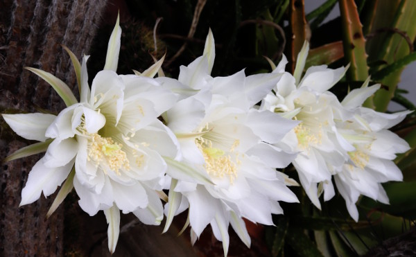 Row Of Cactus Flowers