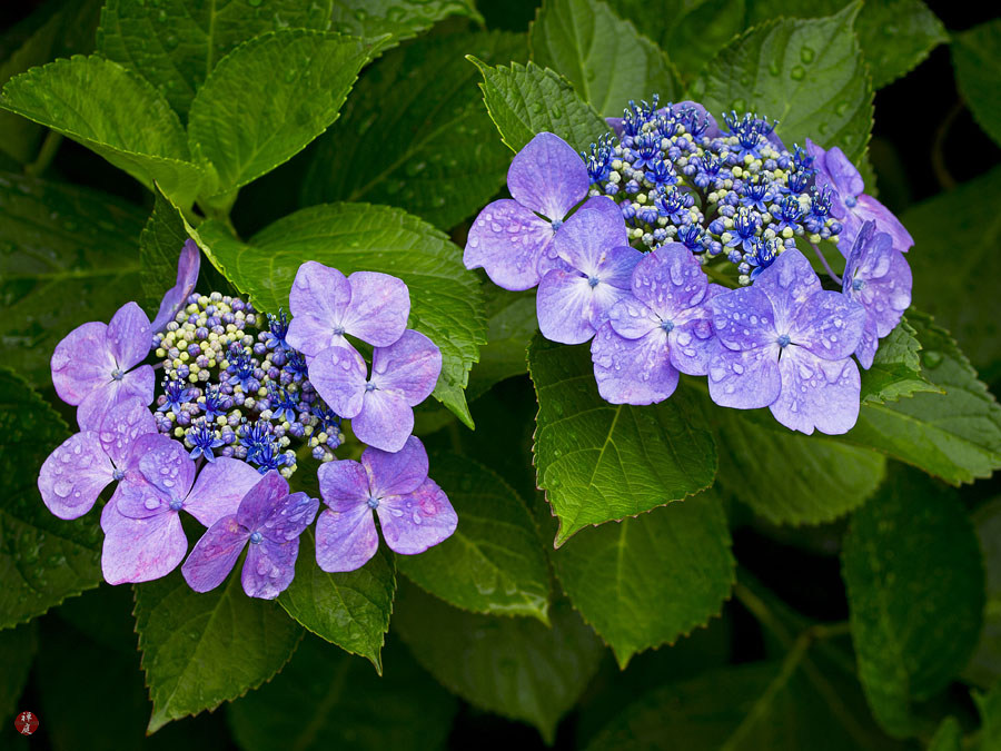 From The Garden Of Zen Gaku Ajisai Hydrangea Macrophylla Flowers In Engaku Ji