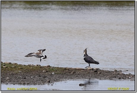 Middleton Lakes RSPB - August