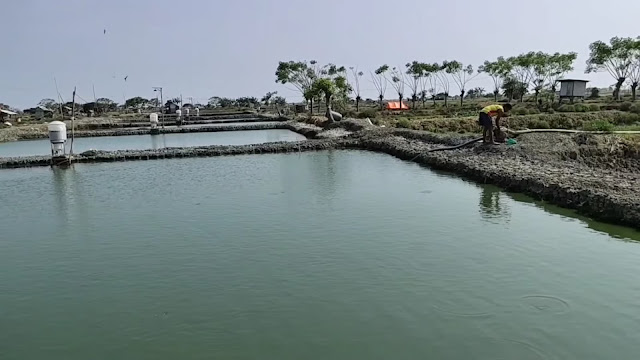 Kolam Lele yang Luas di Desa Losarang, Pusat Budidaya Lele Indramayu