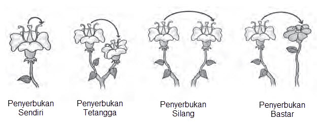 2 Perkembangbiakan Tumbuhan secara Vegetatif