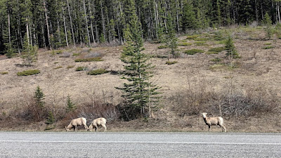 BigHorn-Sheep