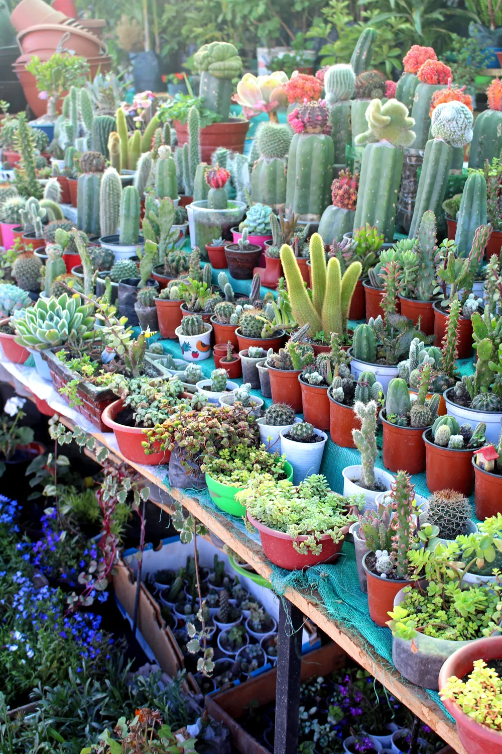 Cactus plants in Cusco, Peru - lifestyle & travel blog