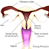 Reproductive Health Post | Your Guide to the feminine genital system | Young Women's Health