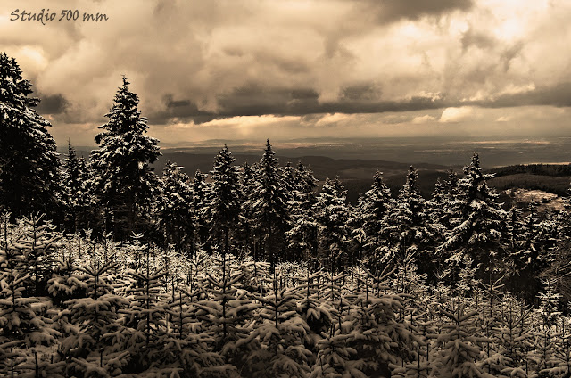 Młody i stary las przykryty śniegiem w Górach Sowich
