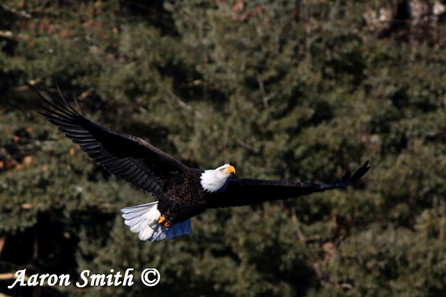 Full Mature Bald Eagle Flight