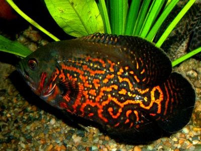 Tiger Oscar Fish (Astronotus