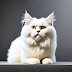 Top 10 Cutest Cats breeds In the World